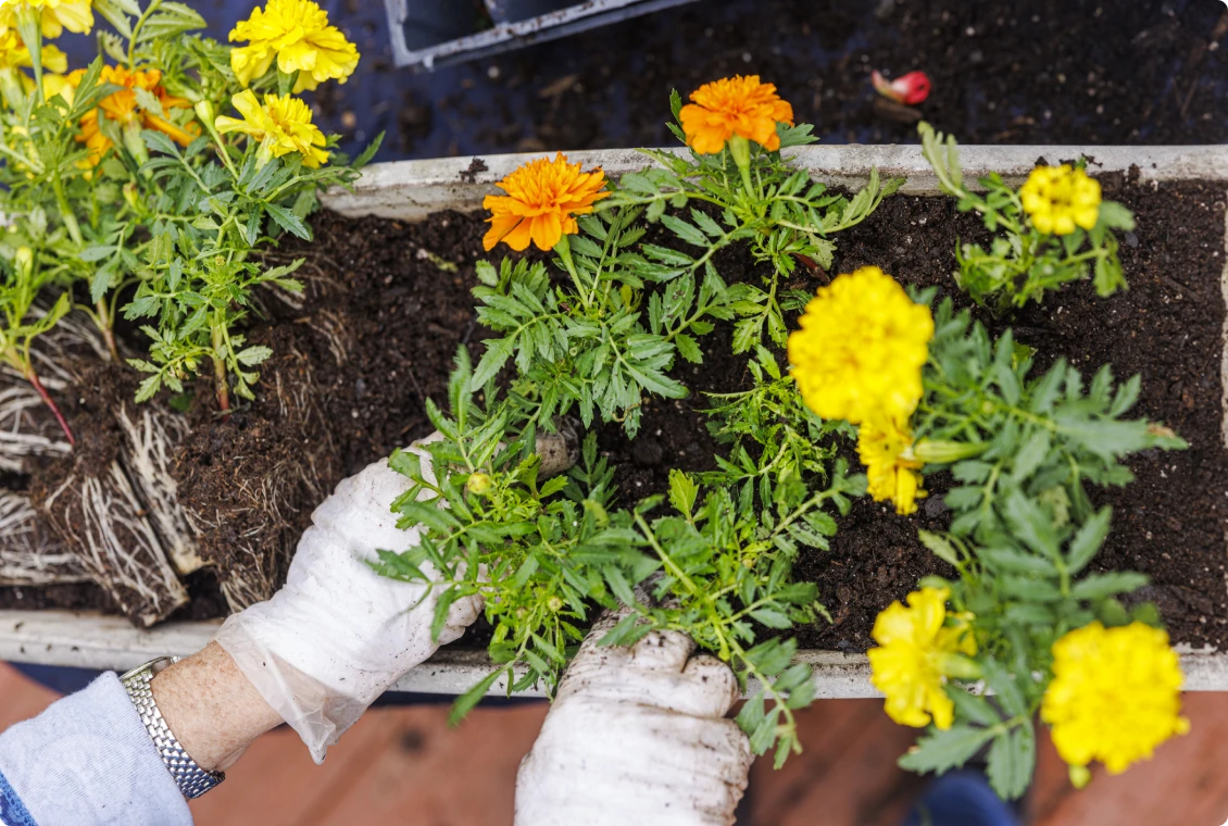 Gardener planting marigolds in soil bed.